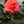 nt_pomme