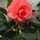nt_pomme