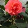 nt_pomme