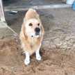 ロング犬