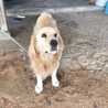 ロング犬 ロング犬