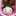 しゅんめいまま しゅんめいまま