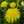 taraxacum