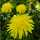 taraxacum