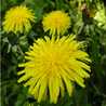 taraxacum
