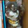 ワンころ