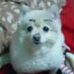nuki