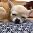 fuzi