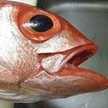 さばといか