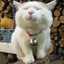 まるねこたん