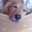 amaidog