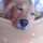 amaidog amaidog