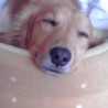 amaidog