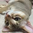 あかねこドリル