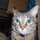 neneko38 neneko38