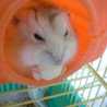 くりあし