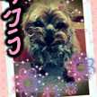 てちょん
