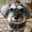 chippe