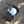 ruolf