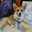 DogGirl