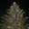 starjewel