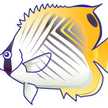 フウライ蝶々魚