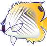 フウライ蝶々魚