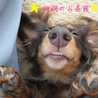 プチ珊瑚