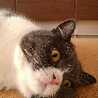 さとうありんこ