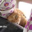 ちゃろりーな