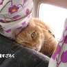 ちゃろりーな