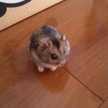 ちいなおちょん