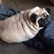puppun