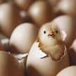 EGG丸
