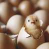 EGG丸 EGG丸