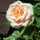 lavienrose