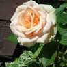 lavienrose