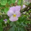 violets