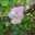 violets
