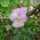 violets