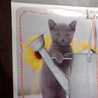 lovecat＊