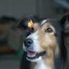 chunchuko3