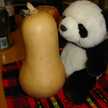 cafepanda