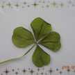 マナっち