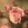 Lycoris．