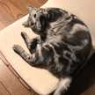 みーーすけ！