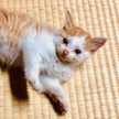 ayapon☆12