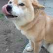 しろくまりん