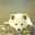 bancho