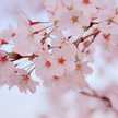 夜桜華